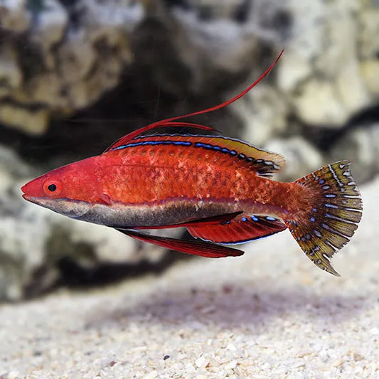 Social Fairy Wrasse - Sri Lanka
