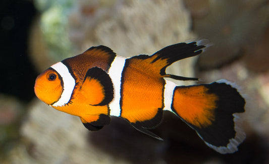 Longfin Ocellaris Clownfish - Tank Raised