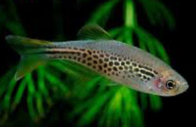 Longfin Leopard Danio