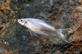 Longfin Blue Danio