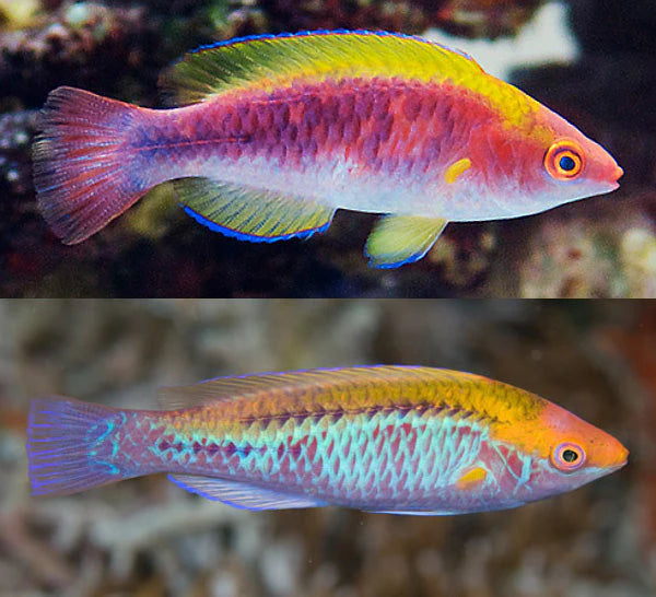 Multicolor Fairy Wrasse / Lubbock's Fairy Wrasse
