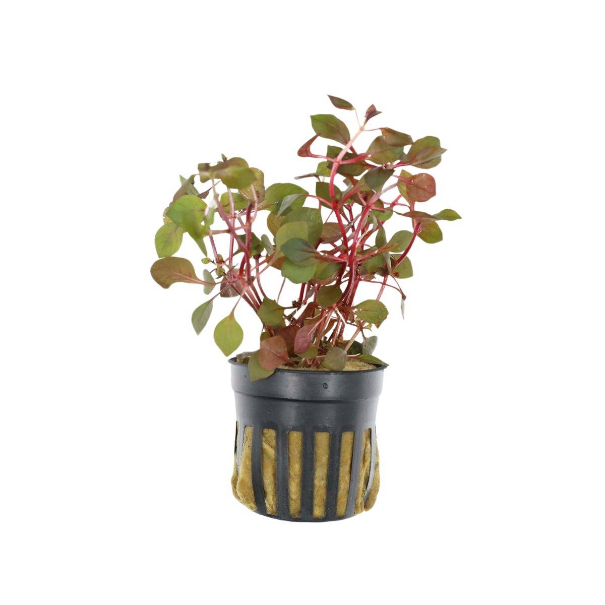 Ludwigia Super Red Mini - Potted