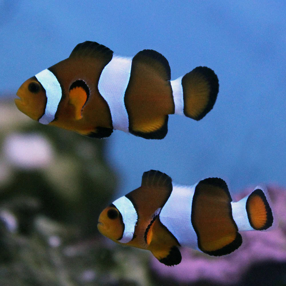 Mocha Ocellaris Clownfish Tank Raised
