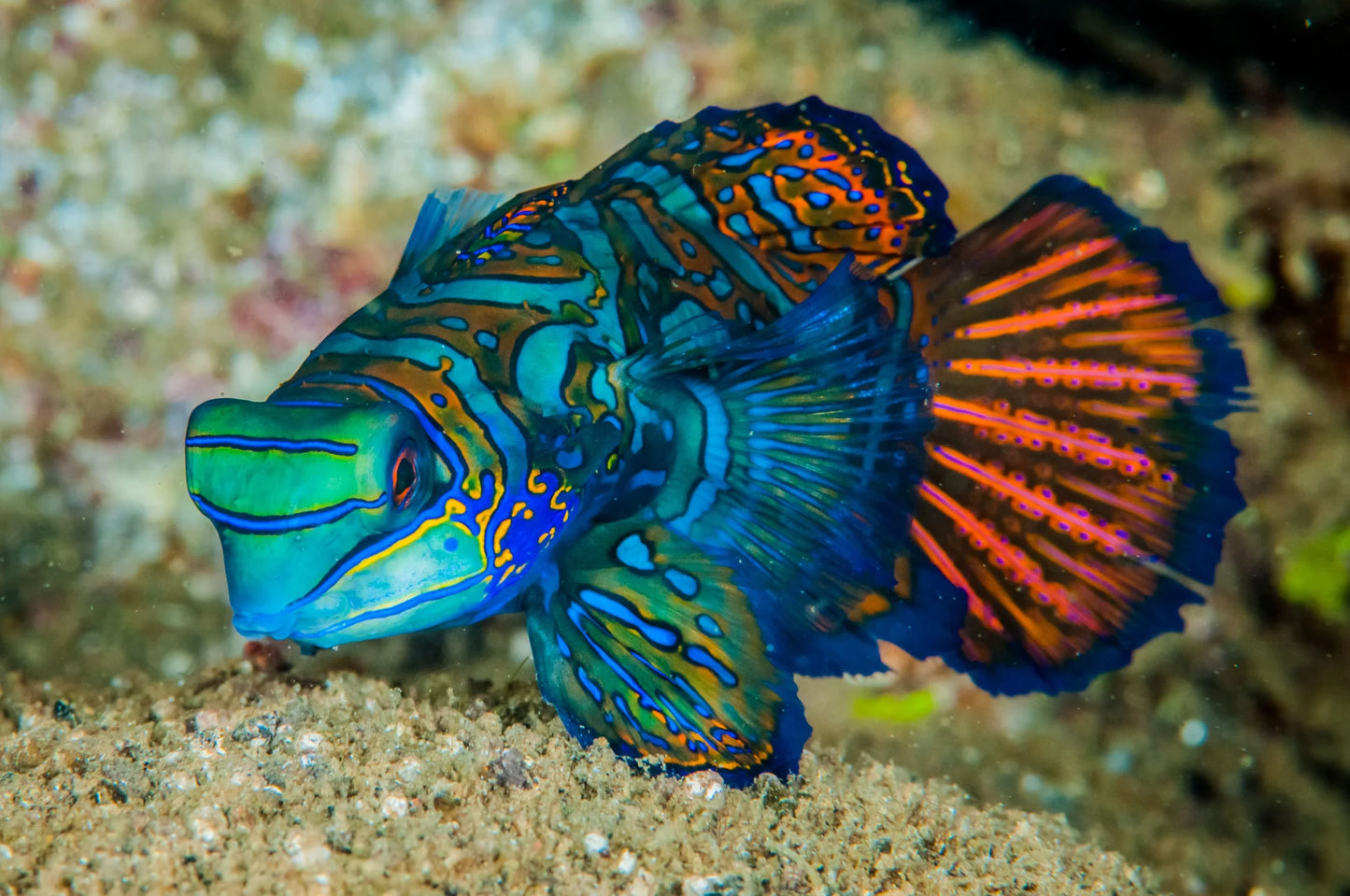 Green Mandarin Goby