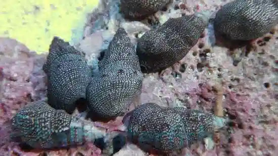 Marine Cerith Snail
