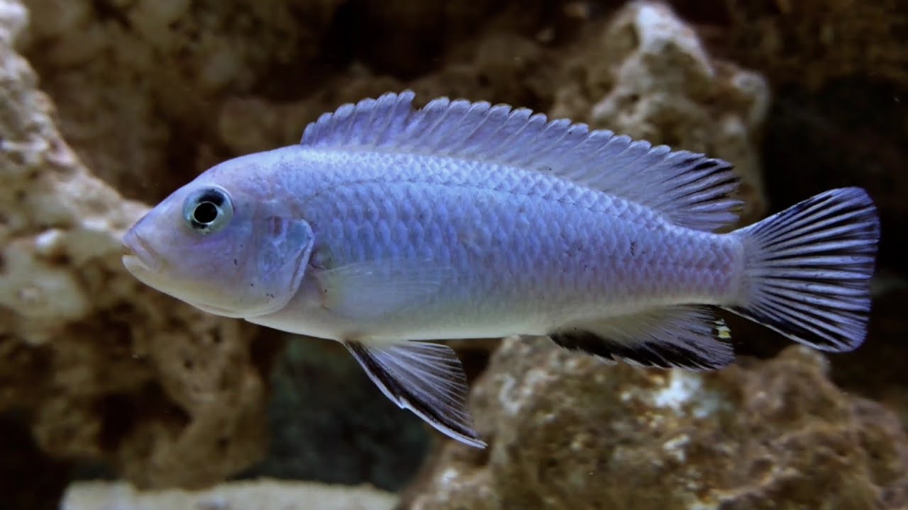 Cichlids Mbuna - Socolofi