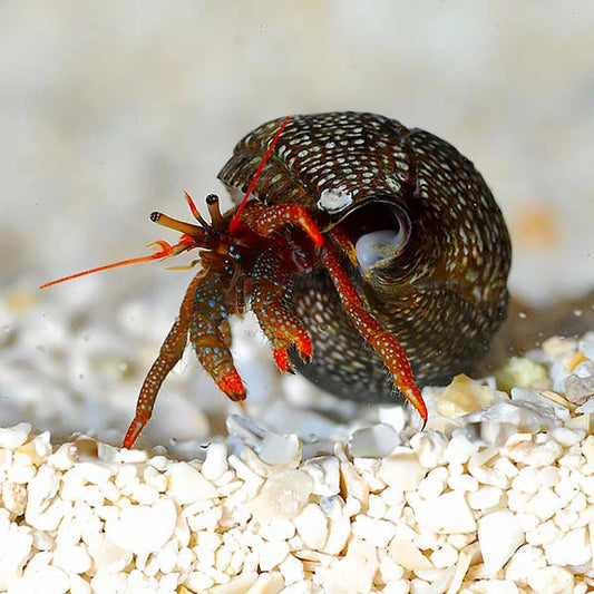 Mexican Red Leg Hermit Crab