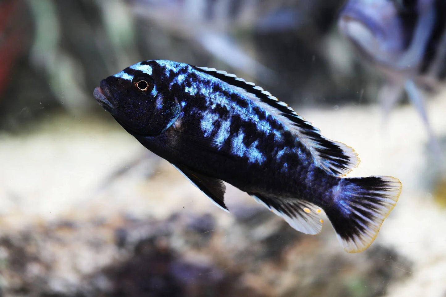 Cichlids Mbuna - Msobo
