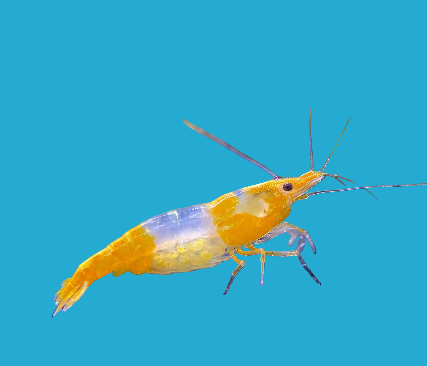 Orange Rili Shrimp