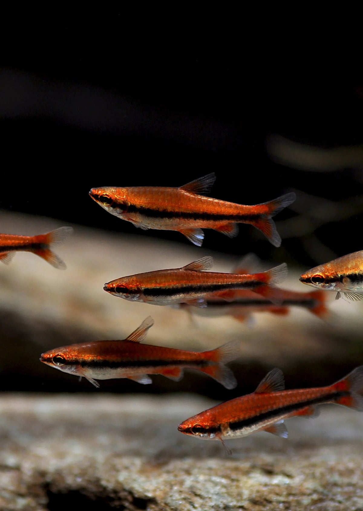 Red Beckford's Pencilfish