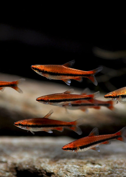 Red Beckford's Pencilfish