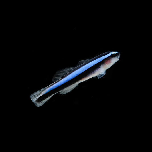 Neon Blue Cleaner Goby - Biota Tank Raised