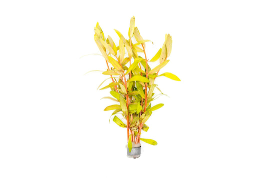 Nesaea Gold - Potted