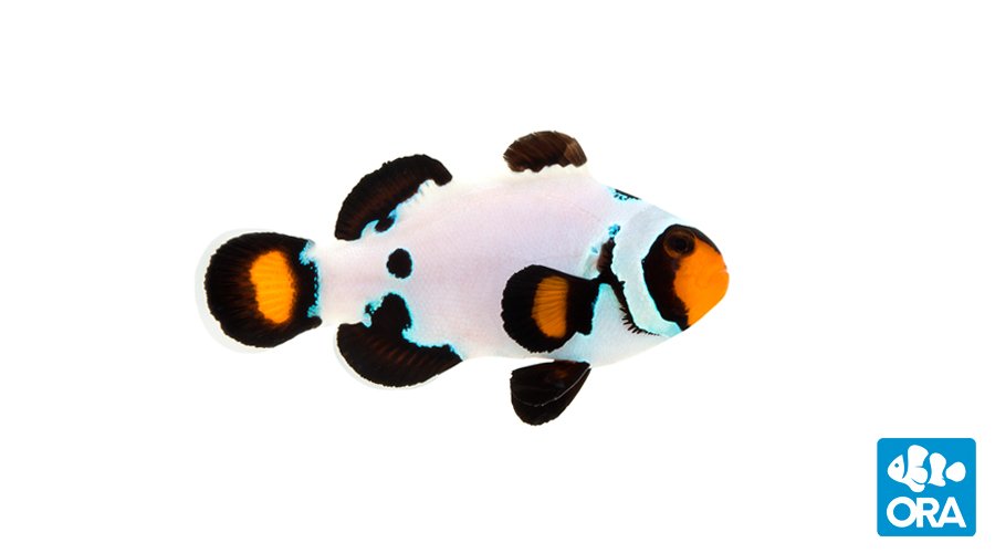 Frostbite Clownfish - Tank Raised