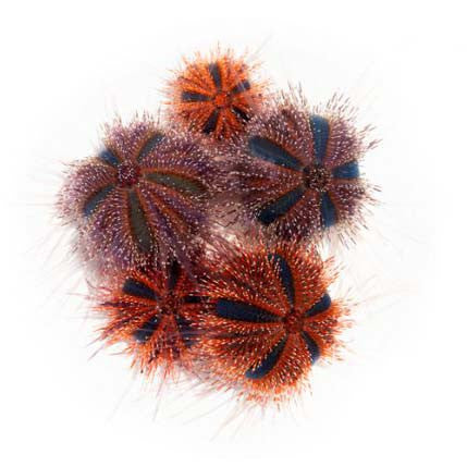 Red Tuxedo Urchin