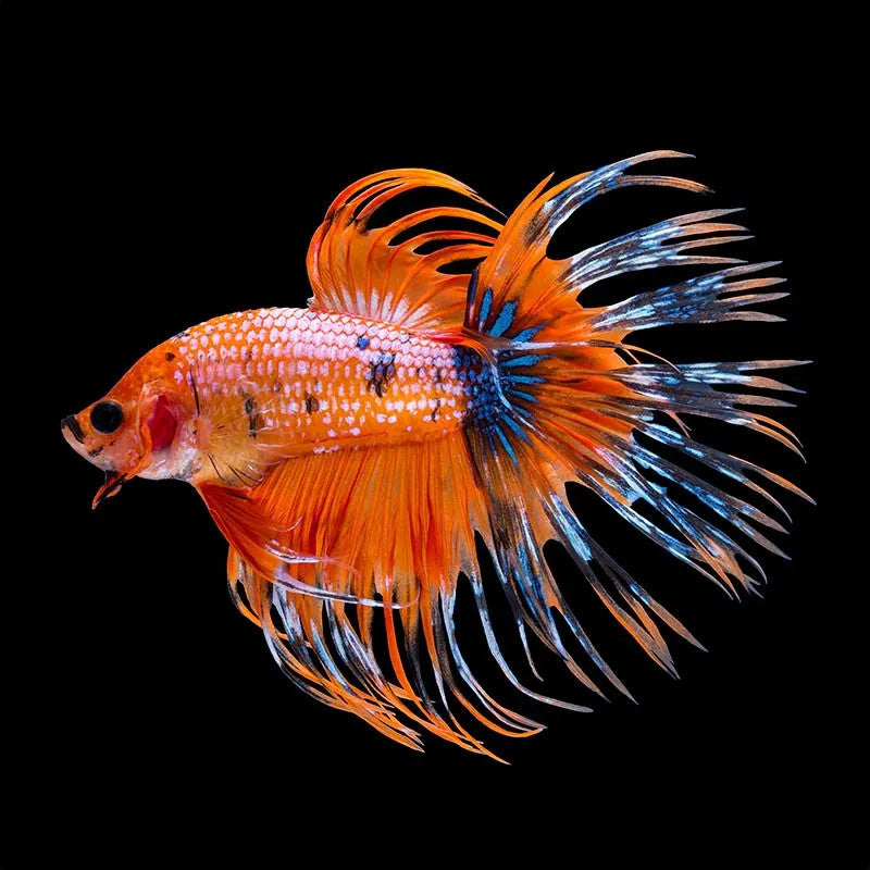 Orange Crowntail Betta - Male – Wet Pets Aquatics