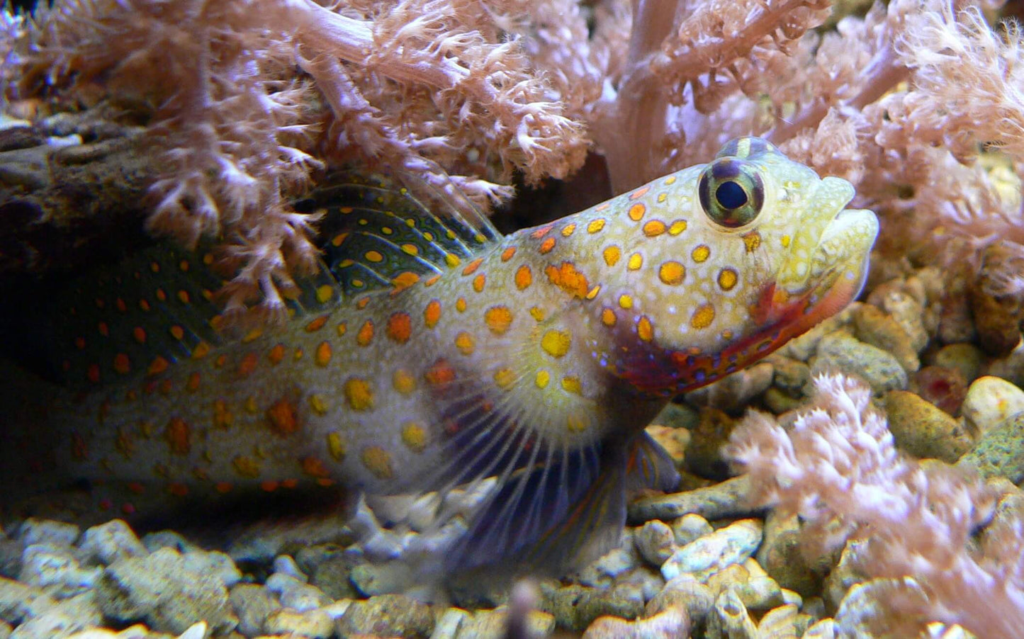 Orange Spotted Prawn Goby