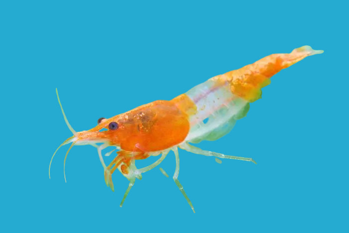 Orange Rili Shrimp