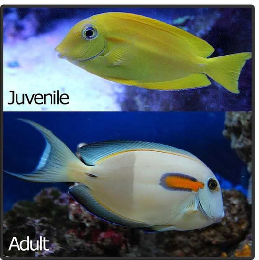 Orange Shoulder Tang