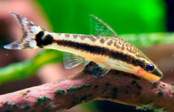 Otocinclus