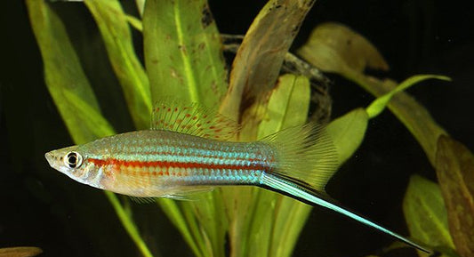 Neon Green Swordtail