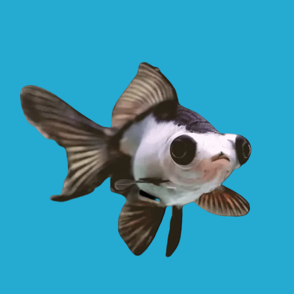 Panda Butterfly Telescope Goldfish