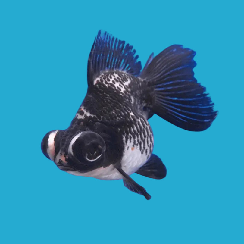 Panda Butterfly Telescope Goldfish