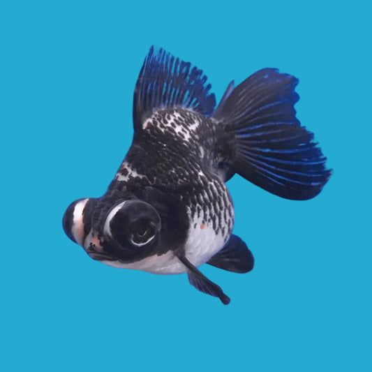 Panda Butterfly Telescope Goldfish