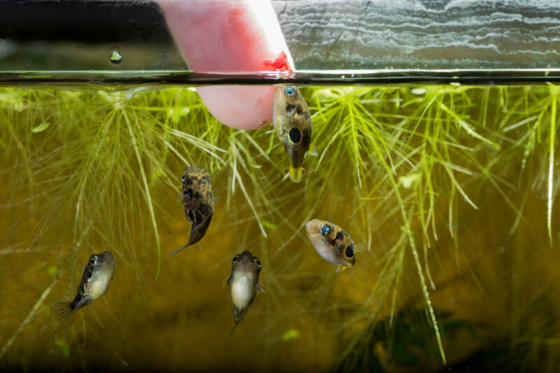 Dwarf Freshwater Pea Puffer