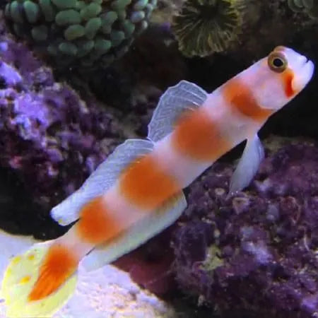 Pinkbar Goby