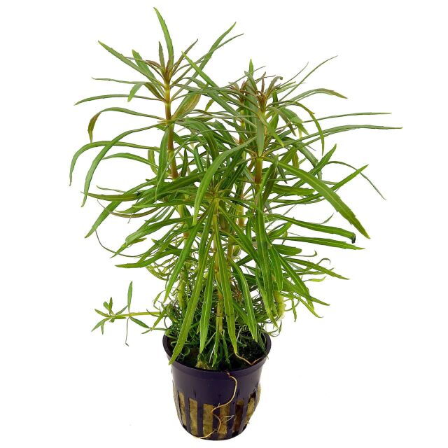 Pogostemon Narrow - Potted