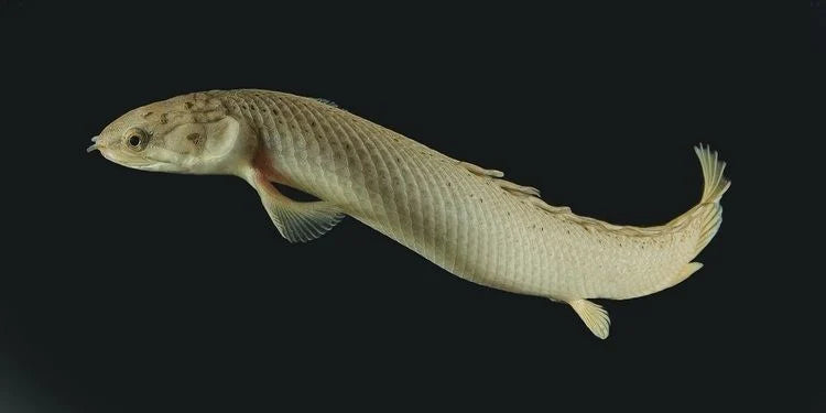 Dinosaur Senegalus Polypterus / Senegal Bichir