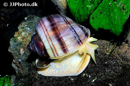 Mystery Snail (Magenta) - Locally Bred