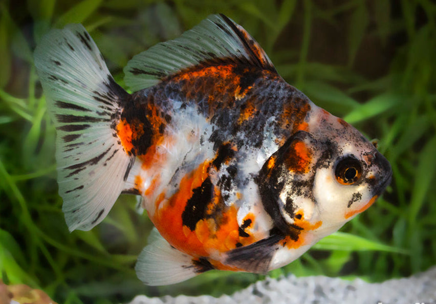 Calico Fantail Goldfish