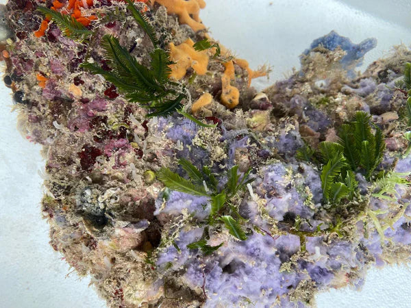 Tampa Bay Saltwater - Premium Live Rock (Special Order)