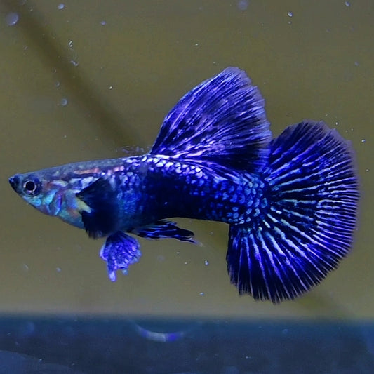 Dragon Guppy - Locally Bred - Mixed Colors