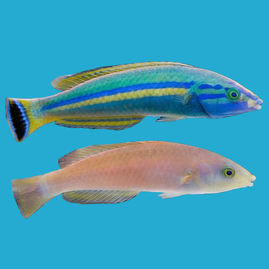 Small Tail Pencil Wrasse Pair