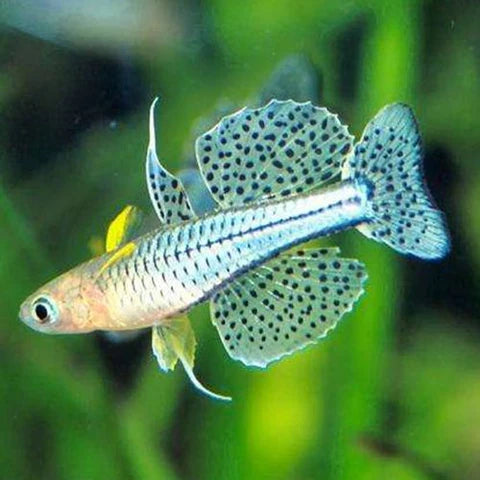 Gertrudae Spotted Blue Eye Rainbowfish