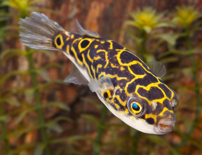 Figure Eight Puffer