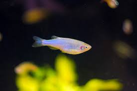 Purple Passion Danio