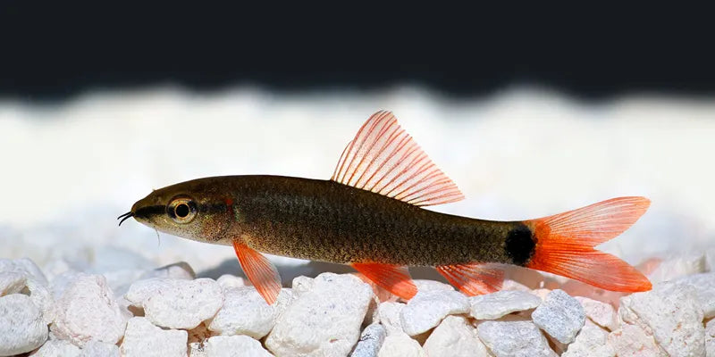 Rainbow Shark