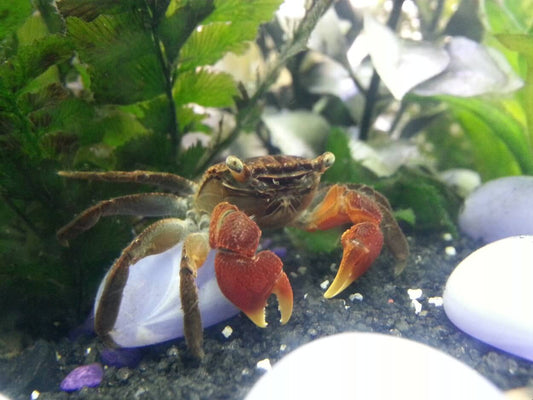 Assorted Red Claw Crab