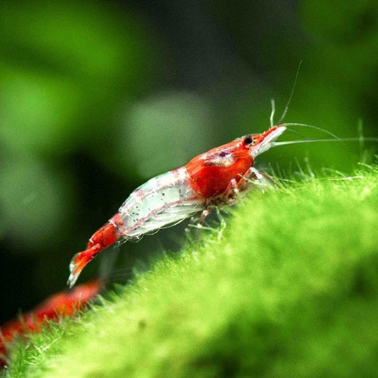 Red Rili Shrimp