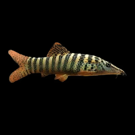 Redfin Tiger Loach