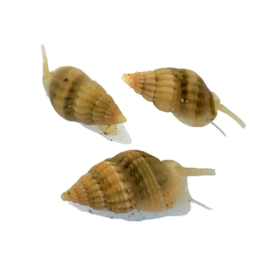 Baja Nassarius Snail
