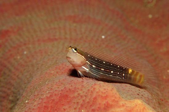 Pictus Blenny
