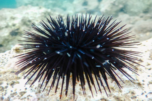 Black Rock Urchin