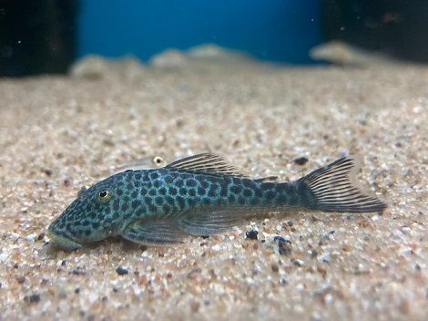 Plecostomus