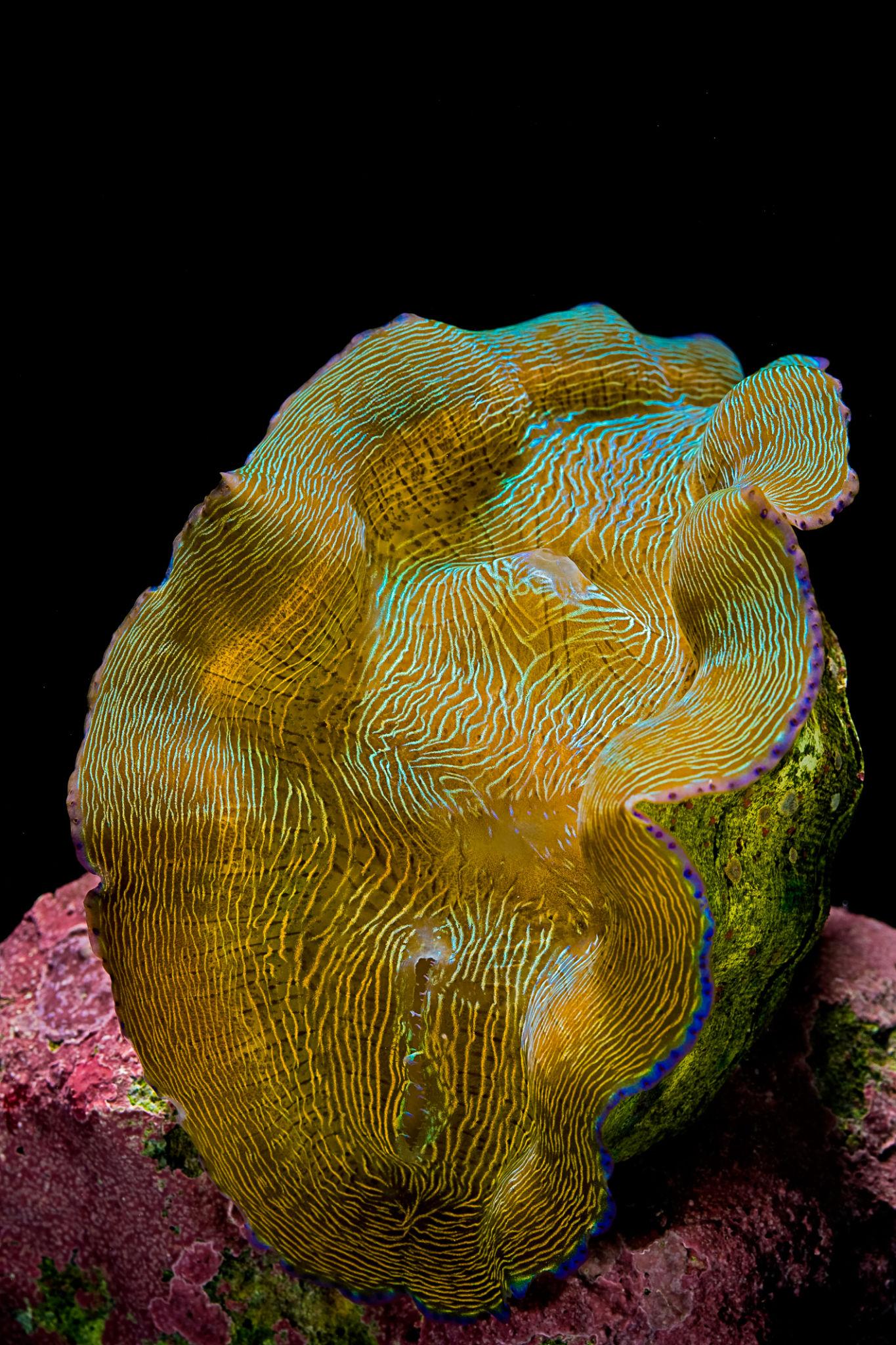 Deresa Clam - Aquacultured