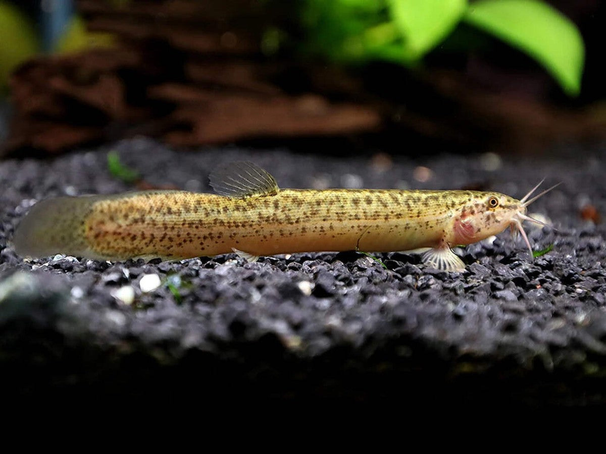 Dojo Loach